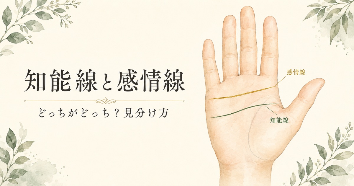 知能線と感情線の見分け方。手のひらの上を横切るのが感情線、その下を横切るのが知能線であることを示す図解